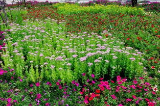 花圃的读音