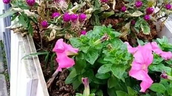 四季的花分别是什么