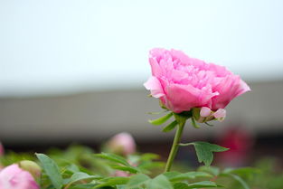 形容爱花的句子有哪些?