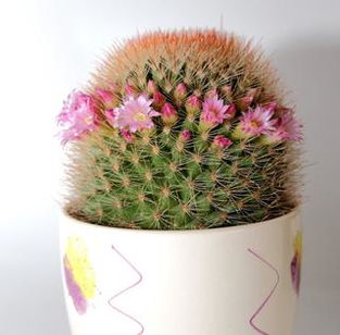 花盆英文怎么写?