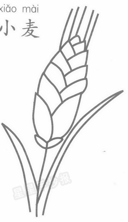 农民伯伯收麦子简笔画，麦子简笔画画法