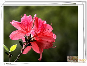 杜鹃花得红字诗歌鉴赏，杜鹃花得红字中用什么手法表现杜鹃花