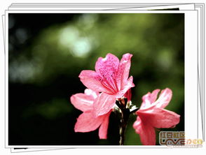 杜鹃花得红字 赏析 此诗首联以两处破题 请具体说明是哪两笔 ;此