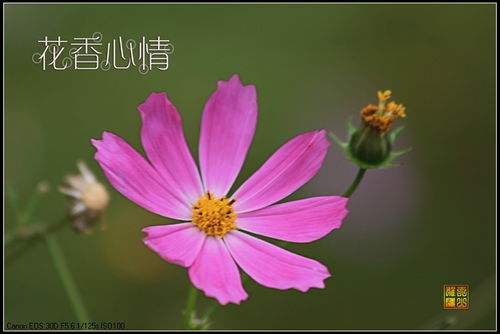 闻到花香的心情优美句