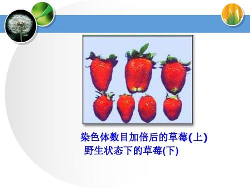 多倍体西瓜，多倍体植物