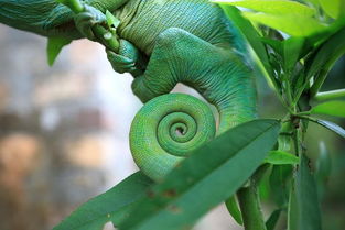 细菌是原核生物还是真核生物