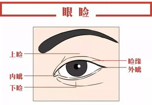 眼睑怎么读