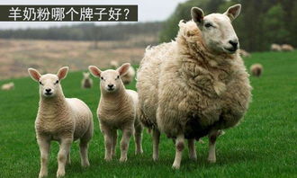 土加个羊读什么