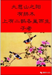 义鹊文言文解释