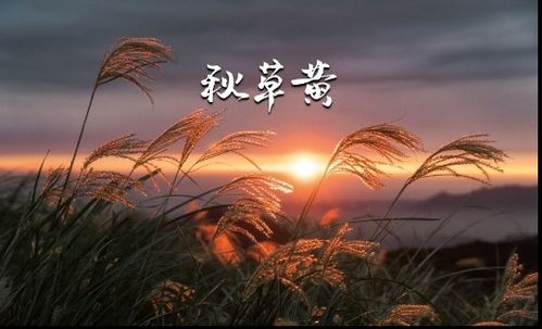 桂花飘香夜,又是一年秋是谁写的
