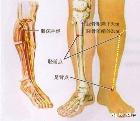 腓字怎么读?