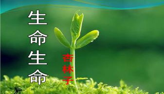 小学生生命教育ppt课件