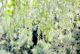 杨花的意思