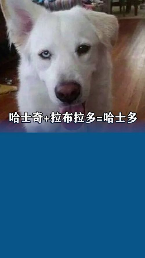 哈士奇狗的图片，哈斯奇智商排名