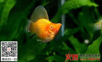 金玛丽鱼能长多大，金玛丽鱼怎么分公母