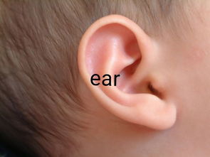 ear怎么读?