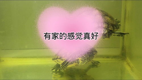 什么的感觉真好作文350字三年级，什么的感觉真好怎么写