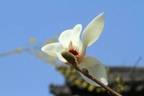 写玉兰花的古诗