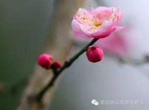 小梅花的作品，小梅花案事件