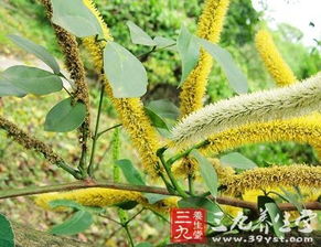 这是什么植物的种子(豆荚)?