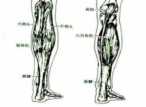 腓肠肌，腓尼基
