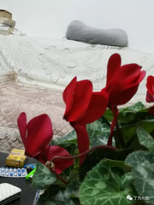 红色仙客来花语，仙客来花语是什么意思