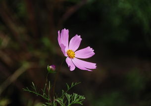 你在阳台养过哪些好看的花?