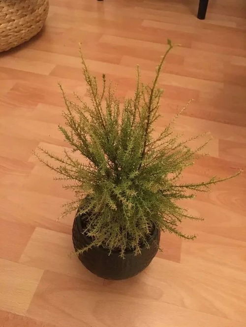 遮阴是什么意思