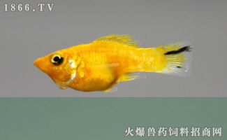 玛丽鱼怎么养?