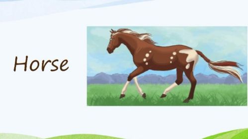 马的英语怎么读horse，狮子的英语怎么读