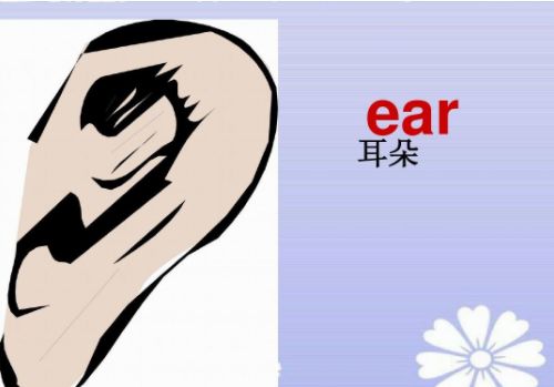 early怎么读，bear怎么读