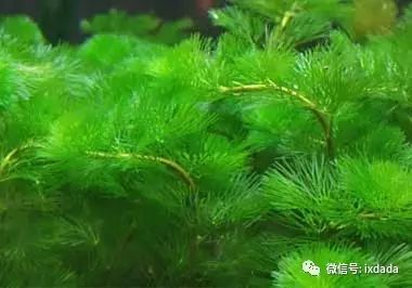 金鱼藻能净化水质吗，金鱼藻没有根能活吗