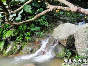 叮咚的拼音