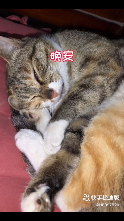 会说话的猫下载安装，会说话的猫小说