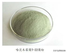 木霉的繁殖体