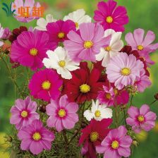 日军作战代号为“菊水”是怎样的作战方略?