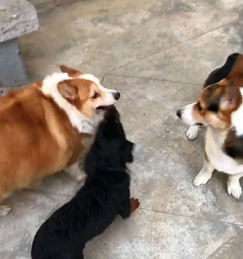 阳光之下中瘦狗和杰哥是什么关系?