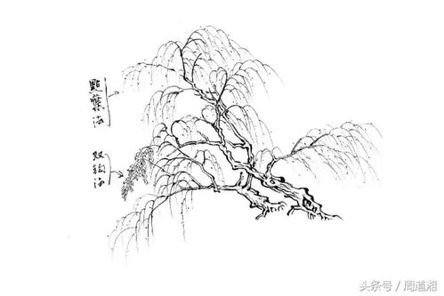 疏疏朗朗的意思是什么