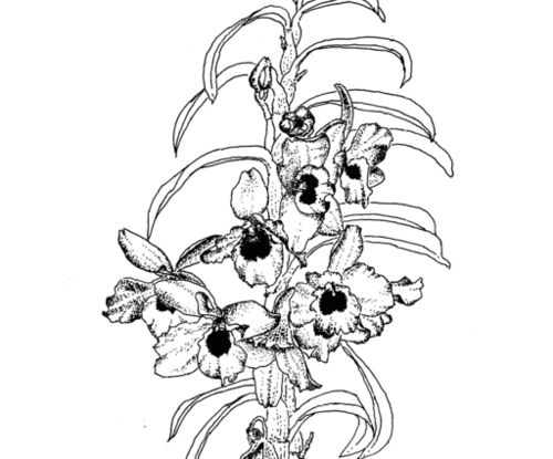 西兰花怎么画简笔画图片