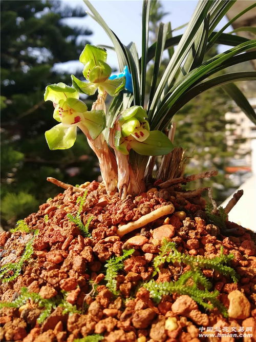 三花聚顶什么意思?