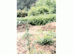 鞭草书，鞭鞘效应