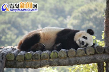 蹿跳的拼音