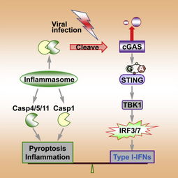 immune immunity immiunologic有什么区别