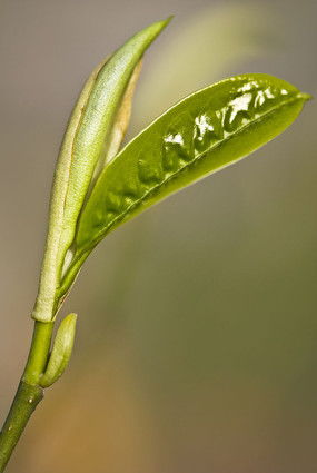 嫩芽是什么意思