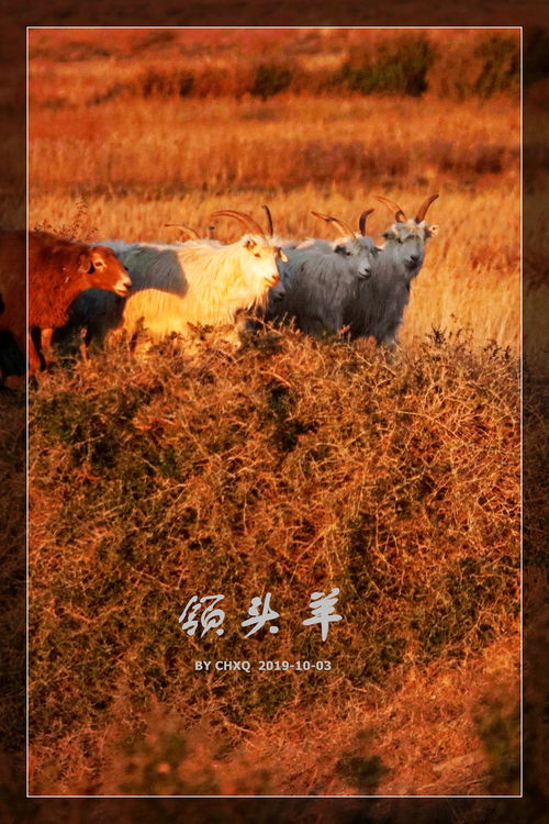 领头羊造句，领头羊公司
