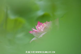 深闺人静掩屏帷