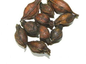 焦栀子和炒栀子一样吗，焦栀子用量20克要紧吗
