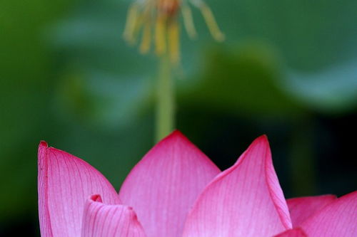 莲笔顺组词，莲笔顺正确的写法