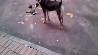 蝇营狗苟的意思和造句，蝇营狗苟