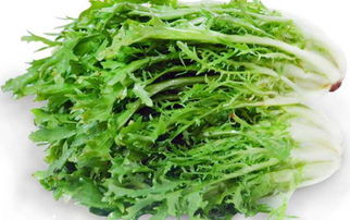 苦菊怎么做好吃，苦菊可以涮火锅吃吗